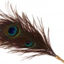 Plumeau Peacock Tickler Dona - photo 1